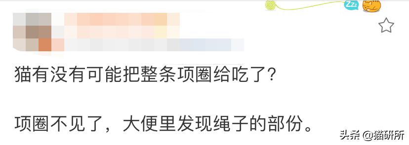猫咪项圈对猫咪有危害吗,猫项圈给猫咪带来的危害