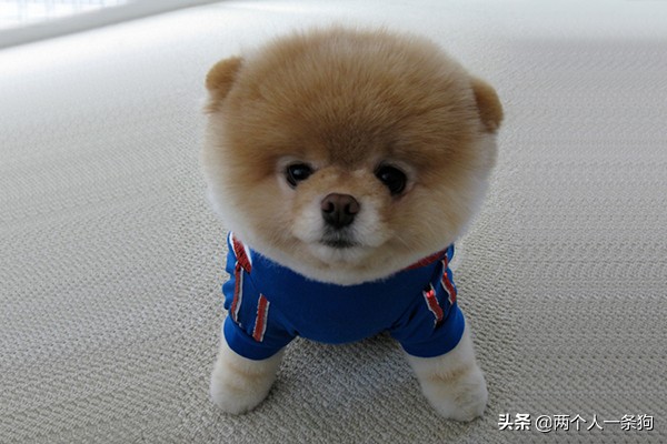 狗狗怎么预防脓皮病复发,防止狗狗皮癣病的方法