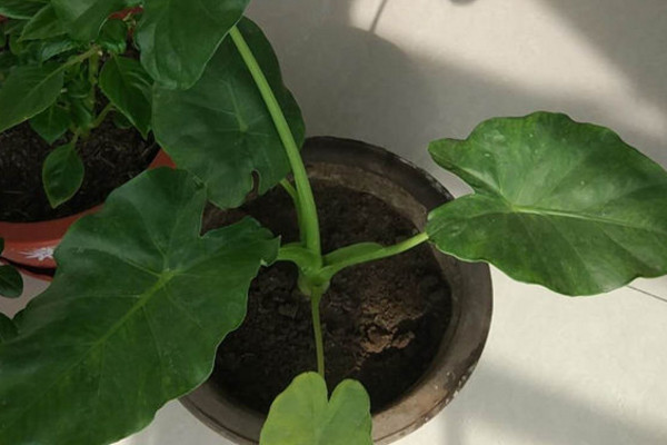 水培滴水观音叶子下垂怎么回事,滴水观音发黄下垂的叶子怎么处理