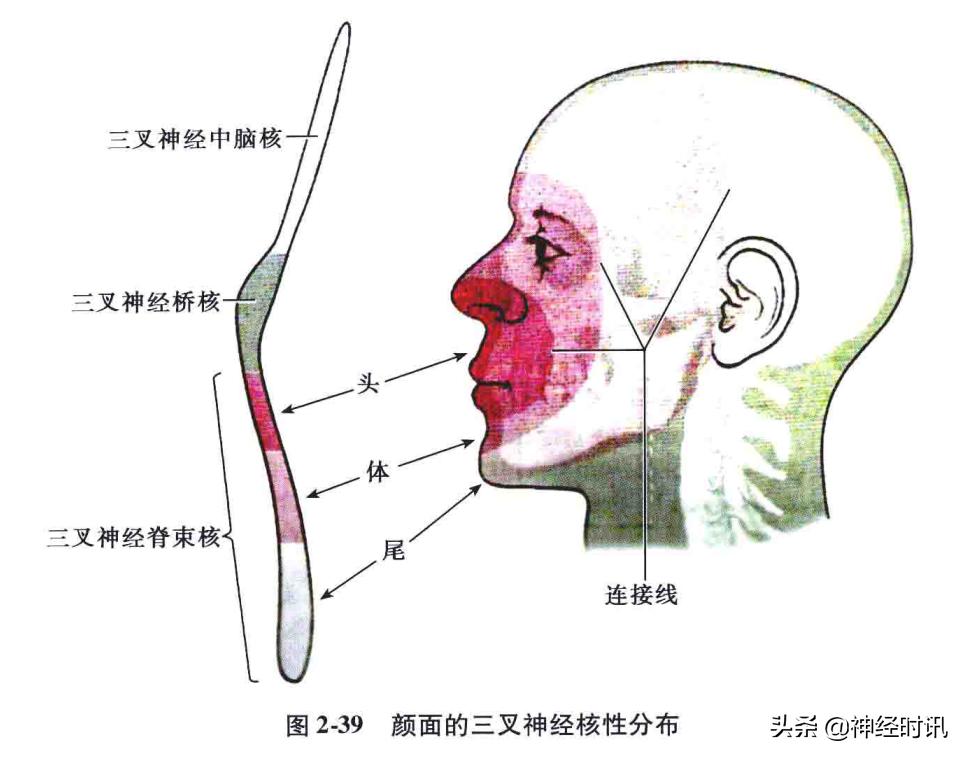 神经系统疾病定位诊断图解,神经系统定位定性诊断视频