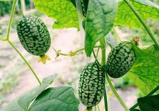 亩收入50万元种植项目赚钱,80亩种植利润