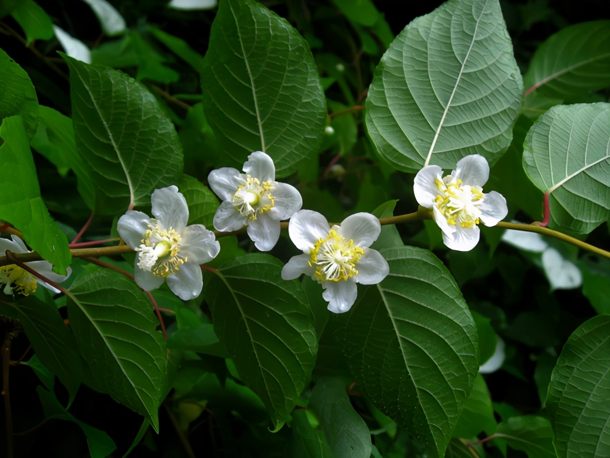 让猫上瘾的三种植物,猫薄荷对猫主子有什么危害