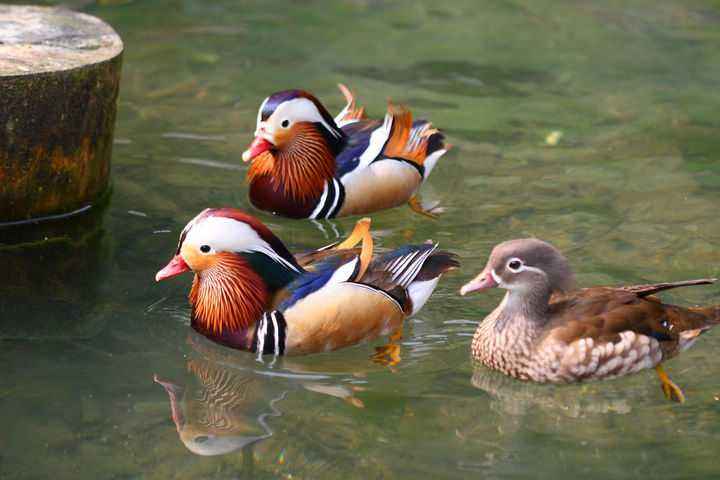 游泳蛙游泳技巧,动物是怎么游泳的