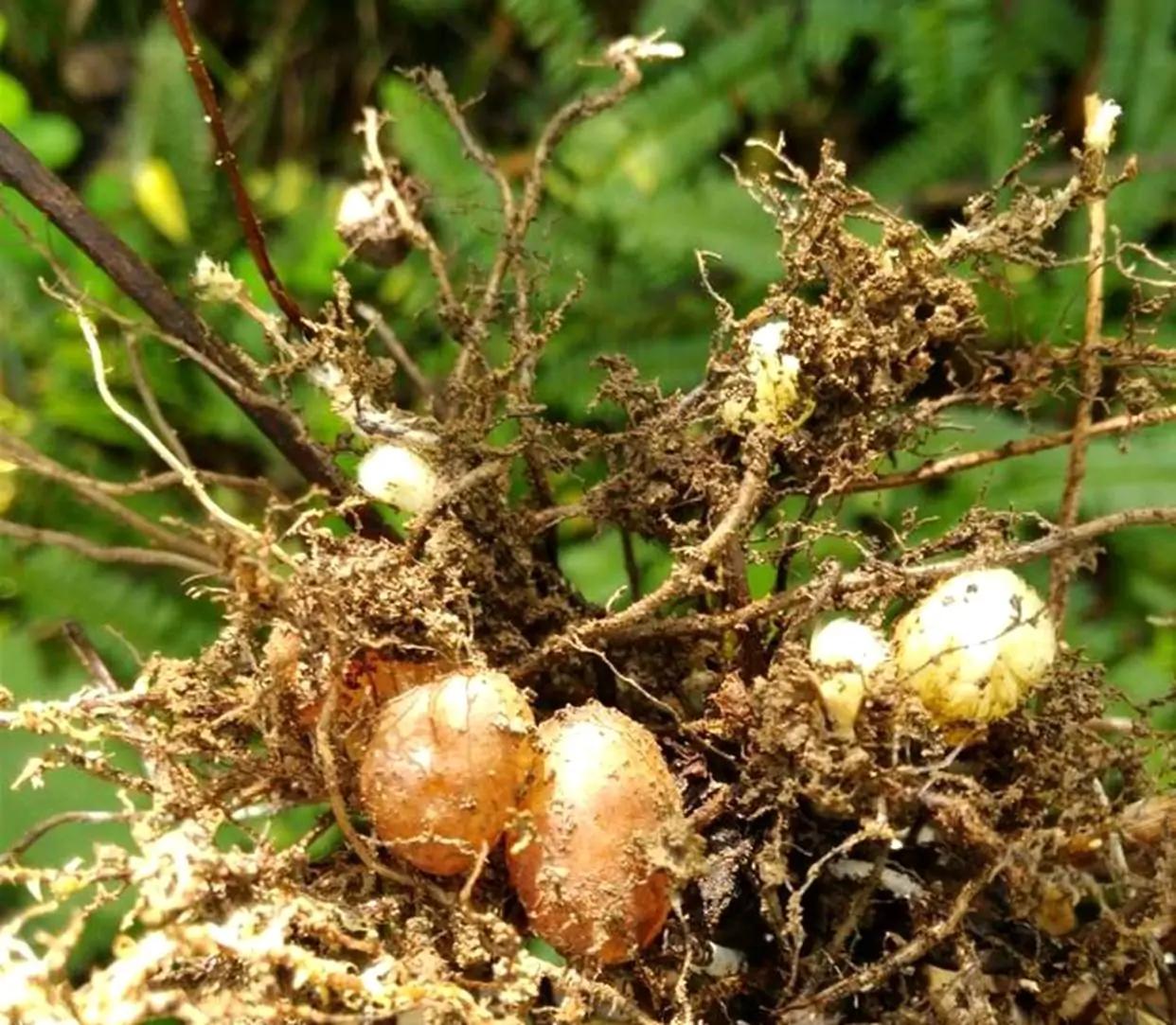 此物十分珍贵,若生长在你家墙角,别拔除价值大