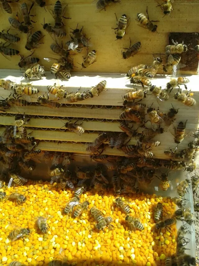 蜂花粉做面膜有什么好处,茶花蜂花粉面膜