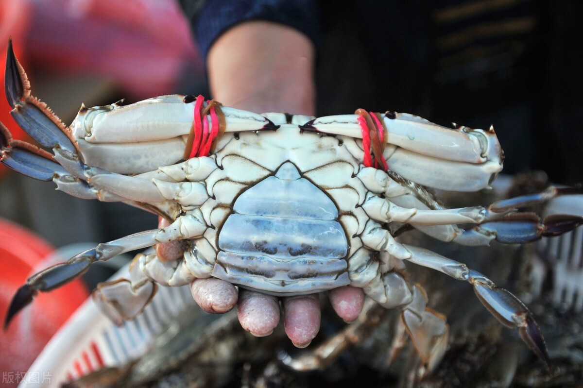 阳澄湖的大闸蟹死的能吃吗,大闸蟹死了可以吃吗