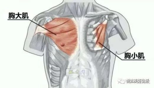 减肥把胸减小了怎么补回来,减肥把胸减得干瘪咋办