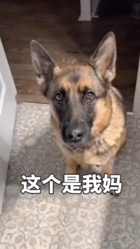 柯基和柯基生出的宝宝长得像吗,来看看柯基强大的基因