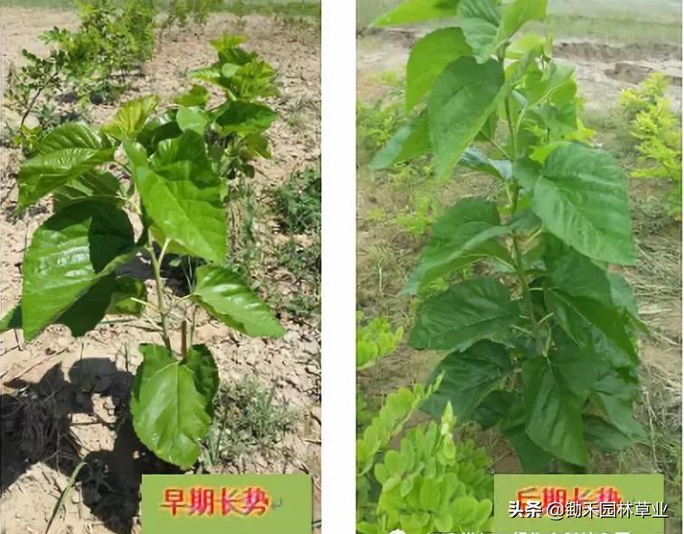 适合盐碱地的植物有哪些,绿化草耐旱品种