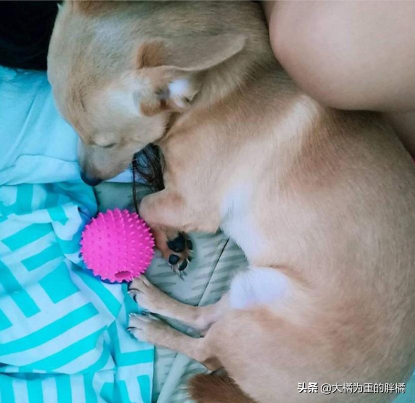 主人发现狗狗不见返回找它,主人假装看不见小狗名字