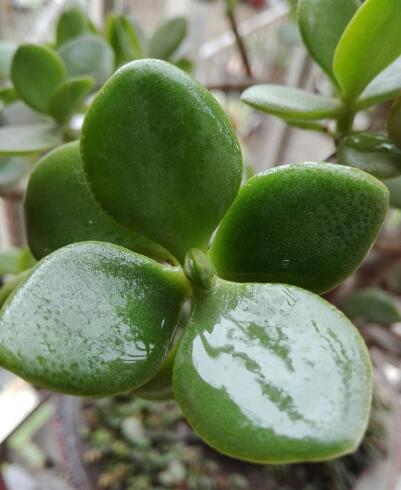 玉树黄叶快速治疗,玉树叶黄怎么补救最快