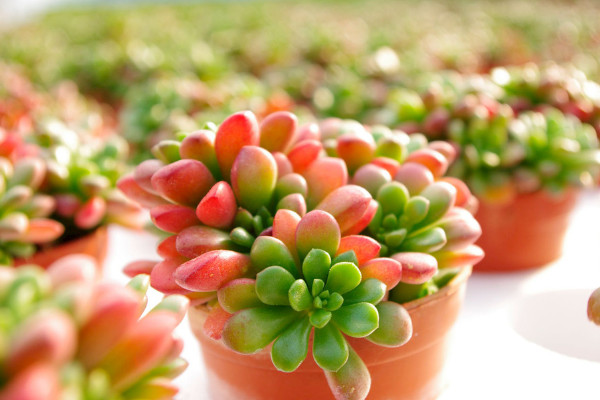 多肉变红色叶子是怎么回事,多肉叶子变红代表什么原因