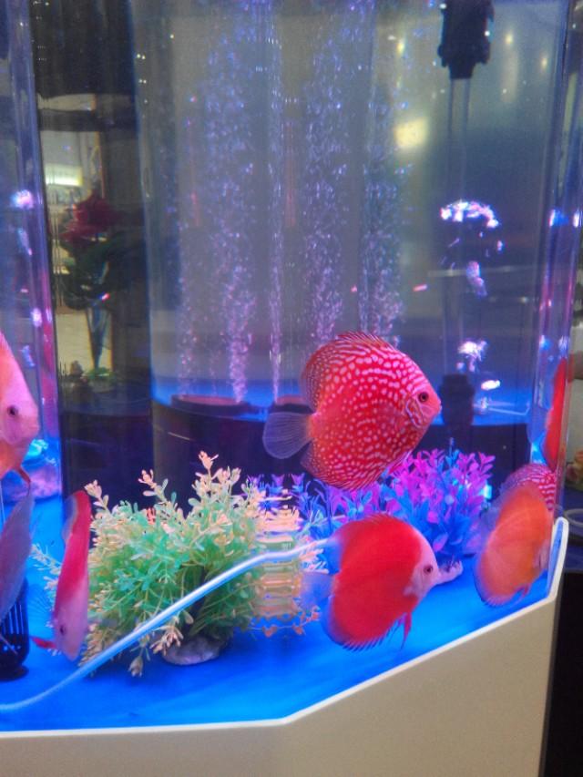 观赏鱼寄生虫杀虫药,观赏鱼杀虫药能随便下吗