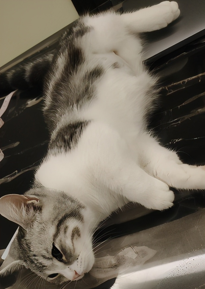 团子猫传腹治好了吗,团子的猫传腹