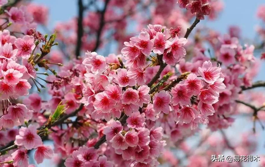海棠春睡，樱花如雪，两种花卉如何辨识区别？