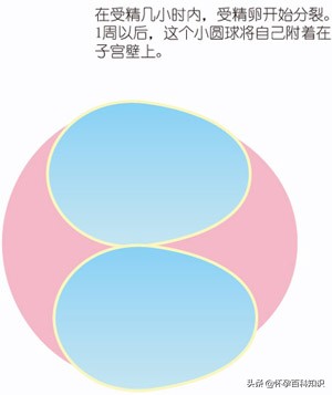 没有经验的妈妈可能不知道，在怀孕第三周，您要怎么做？