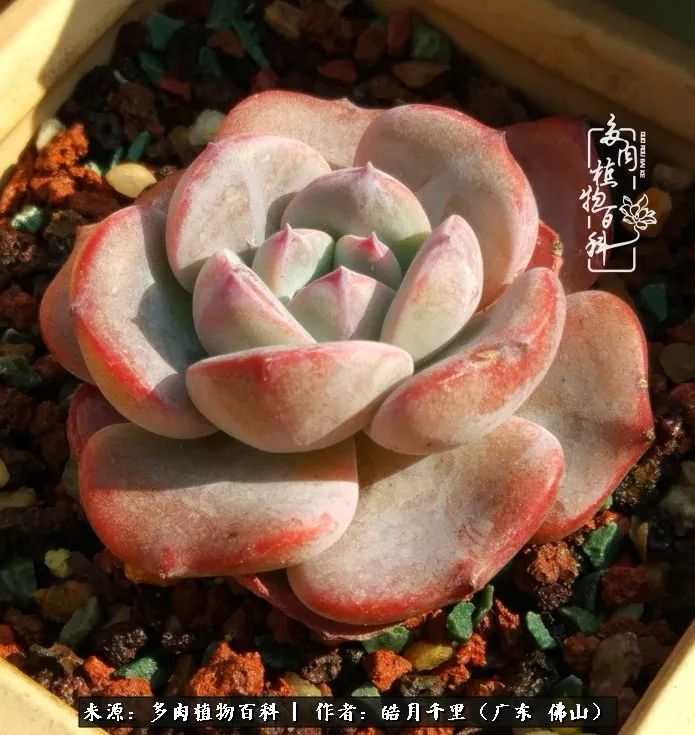 多肉娇气养不活多肉的10个秘密,养多肉是件很治愈的事情