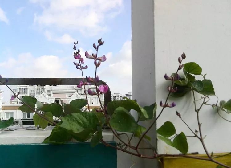 自家阳台小菜园种的纯天然蔬菜,阳台种植一年四季可以吃的蔬菜