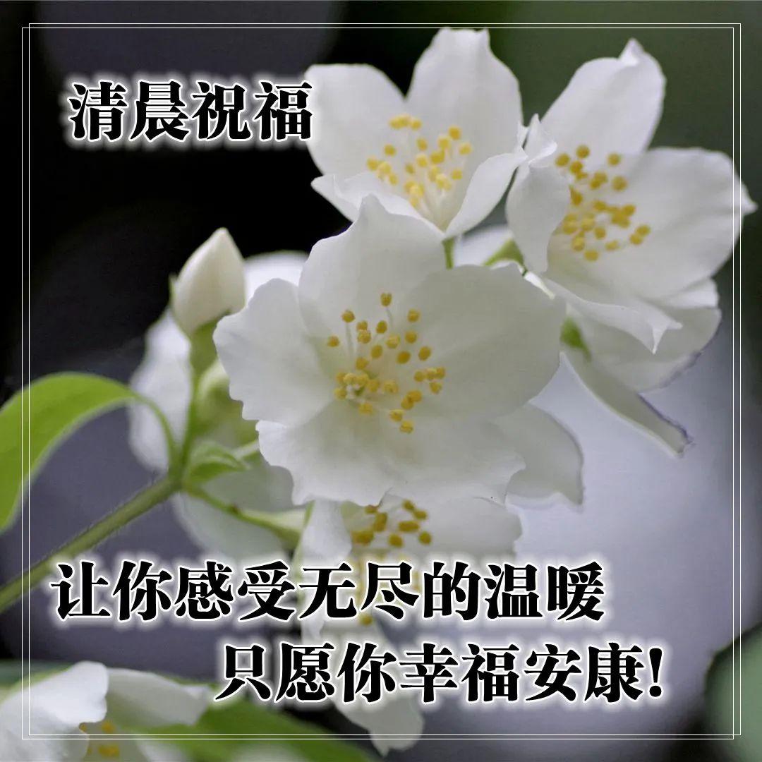 早上好表情图片带字早上好问候语,早上好祝福问候语大全简短图片