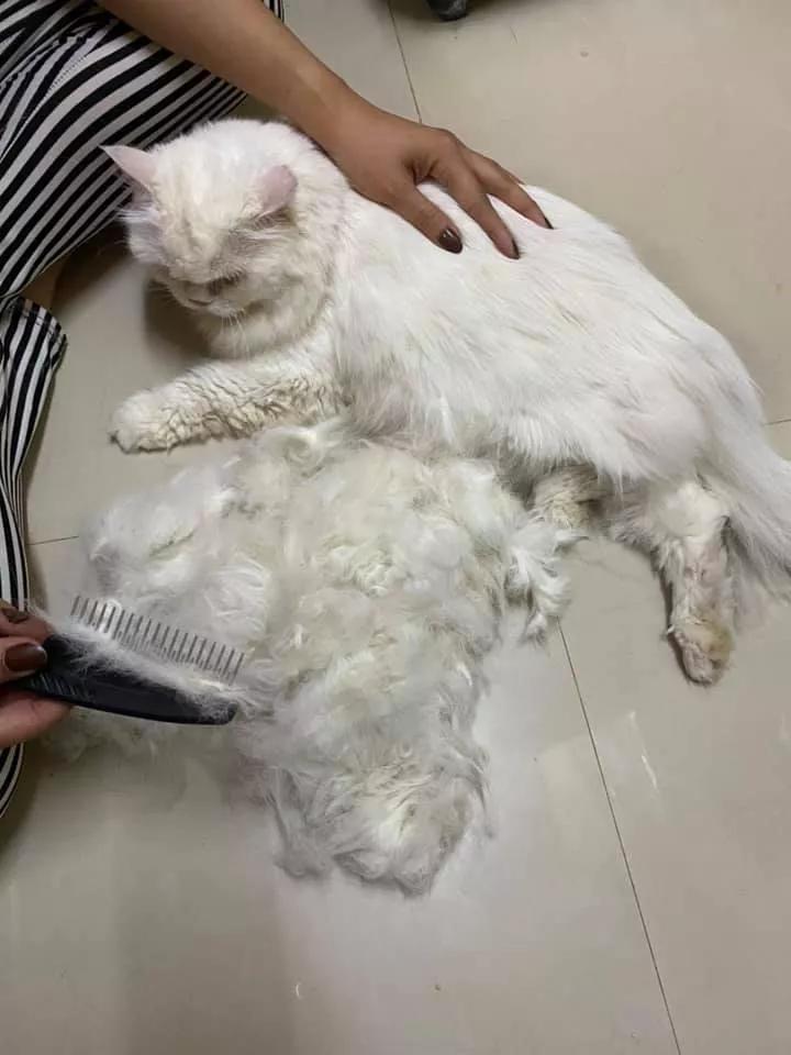 在路上捡回来的流浪猫给它洗澡,救助的流浪猫生病自己无能为力