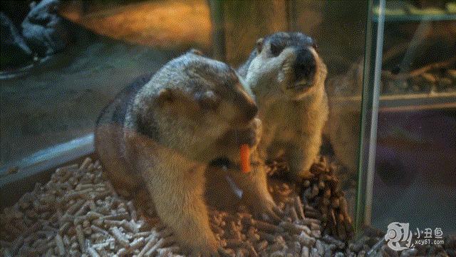 儿童玩的遛娃好去处,有动物的溜娃好去处