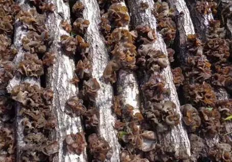 秋季去哪里？约上三五好友，一起来延边探寻山间野味！