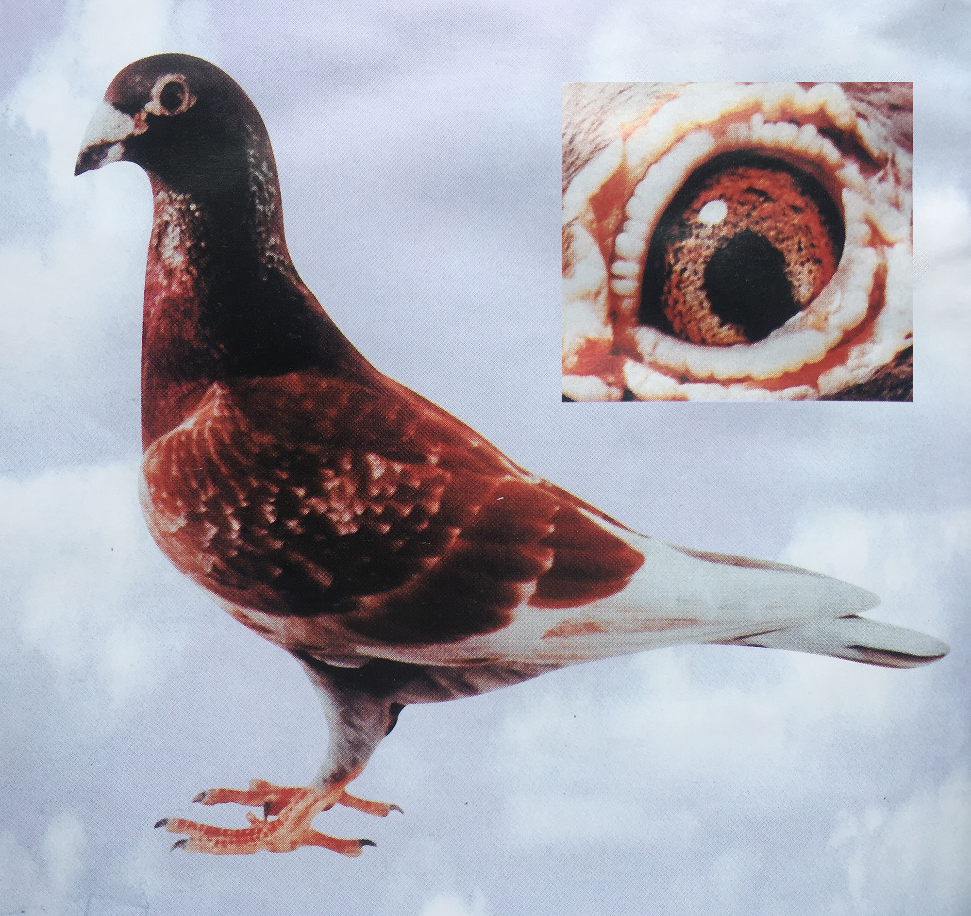 九方皋相马启示,从九方皋相马得到什么启示