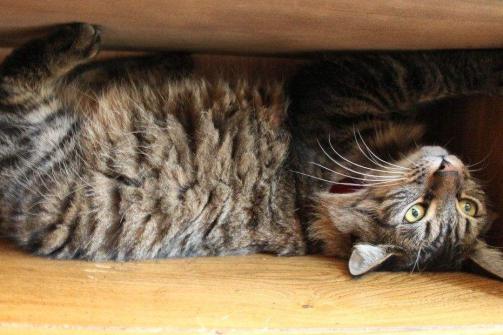 猫咪白天在家做什么,猫咪白天上班怎么样养