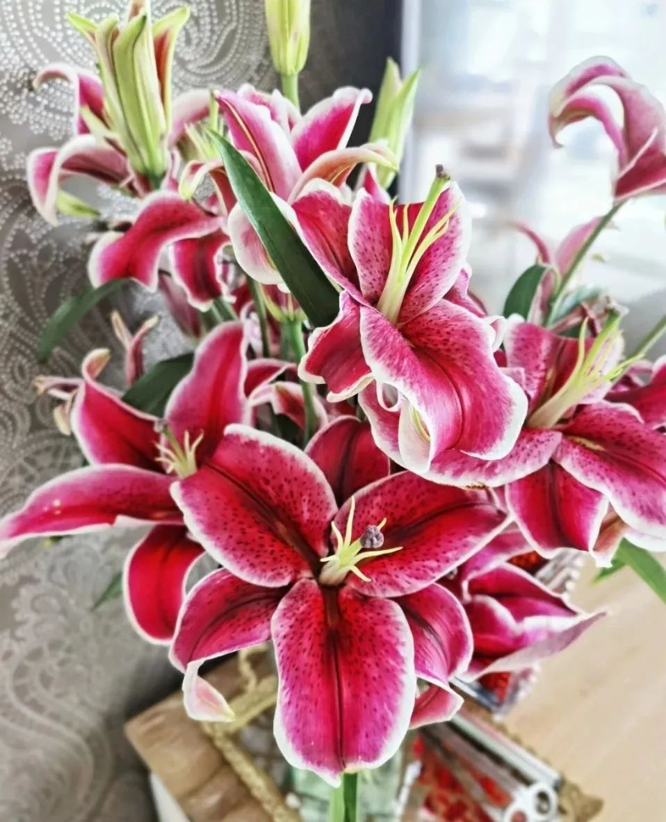 秋日赏花,百合必须要拥有姓名