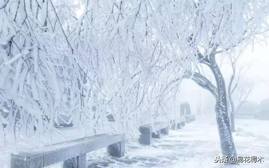 储存雪水浇花好不好,雪水浇花的好处及注意事项