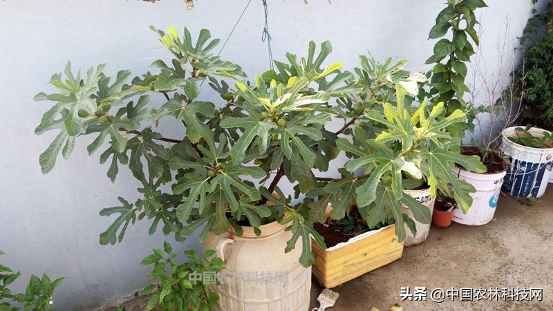 无花果盆栽果子长大了不长叶子,无花果盆栽种植的正确方法