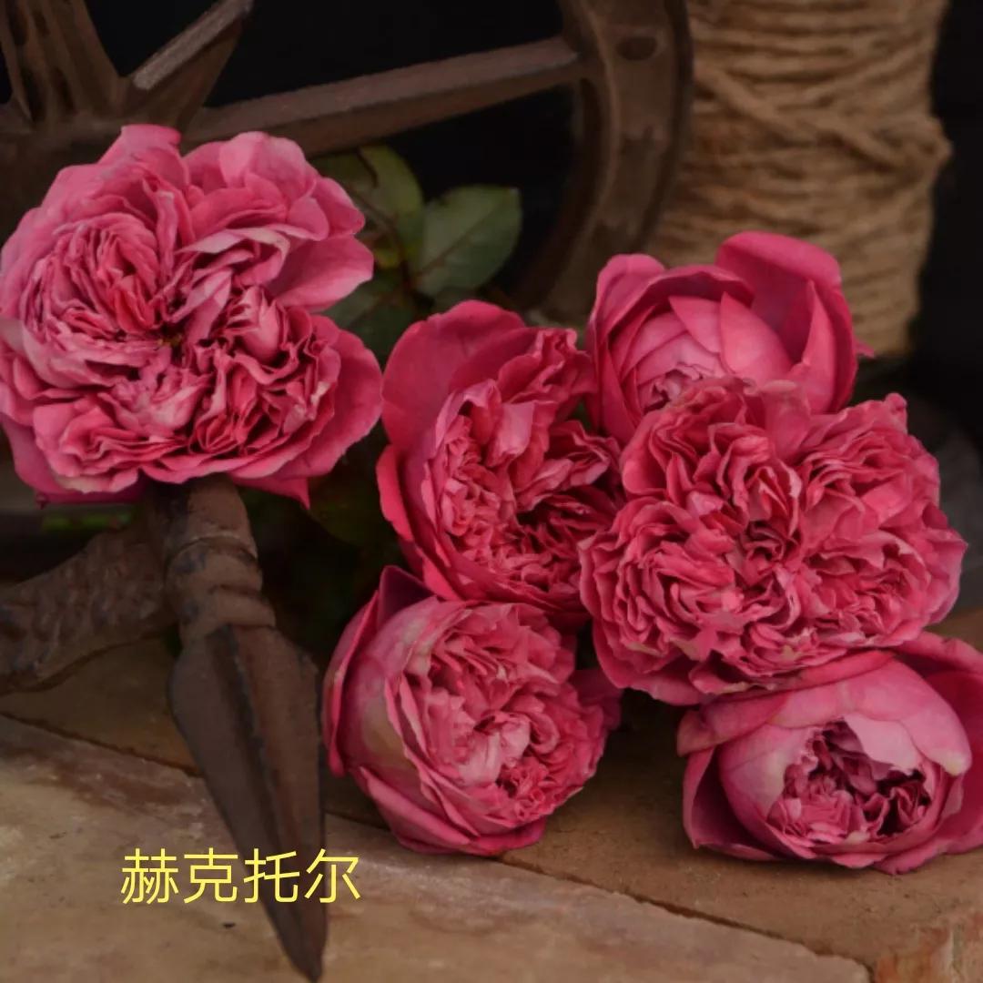 2020年木村卓功月季新品,木村卓功的月季都比较耐阴吗