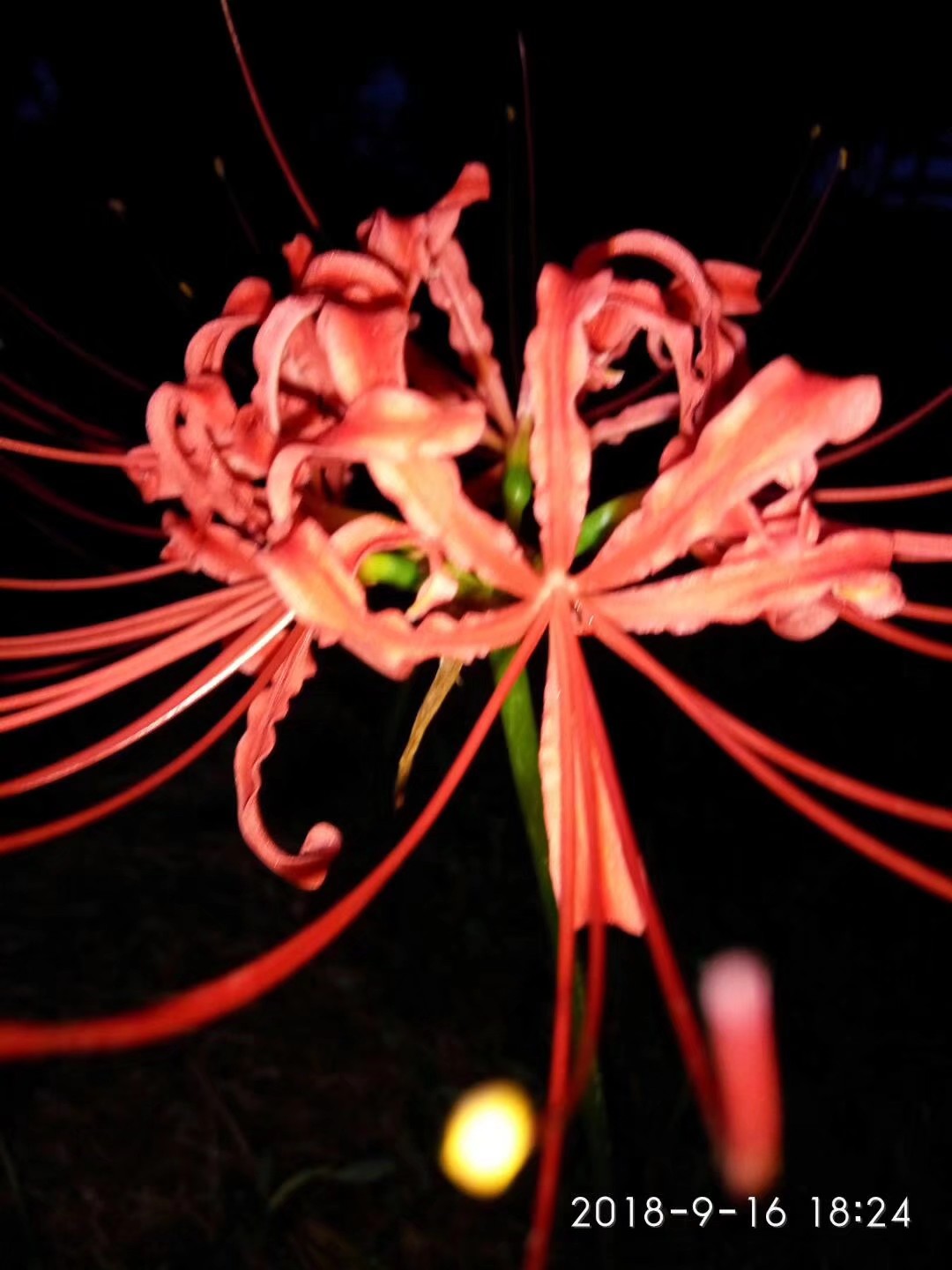 黄泉路上最美的风景，总能触动我内心最敏感的神经