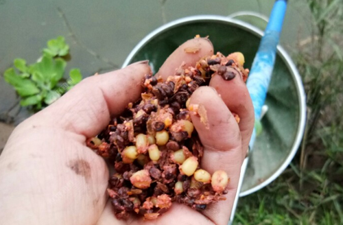 一把窝子就有钓不完的鲫鱼，用起来还真不是说着玩的！