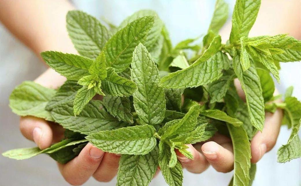 泰国青草止痒膏正品方便携带,泰国进口青草膏居家旅游必备