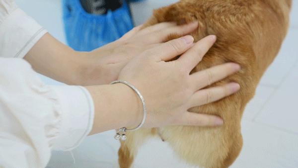 吸屁屁，短腿大耳肉嘟嘟，这家店进去就出不来了…