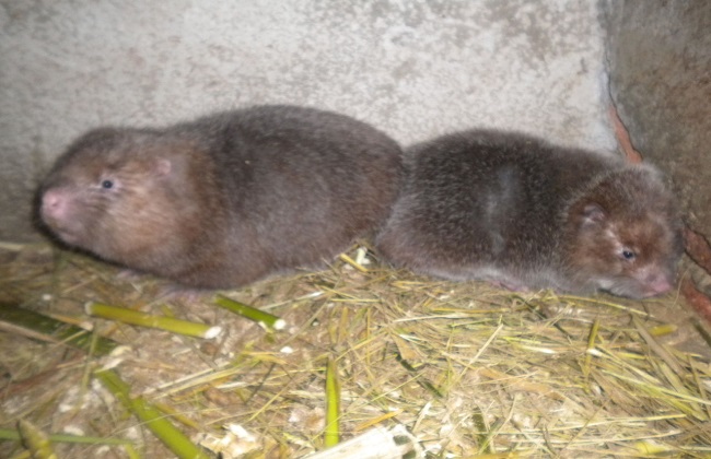 今年竹鼠养殖前景,现在竹鼠养殖前景如何