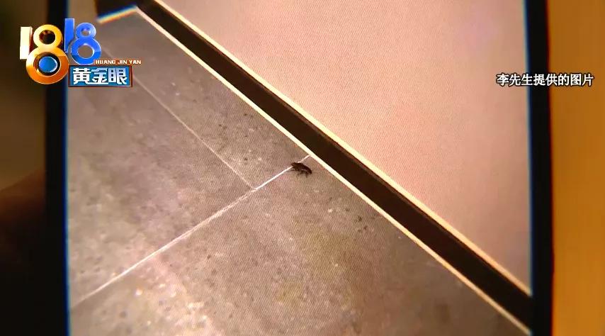 半夜客房里“赶”蟑螂,细看一身“疙瘩”