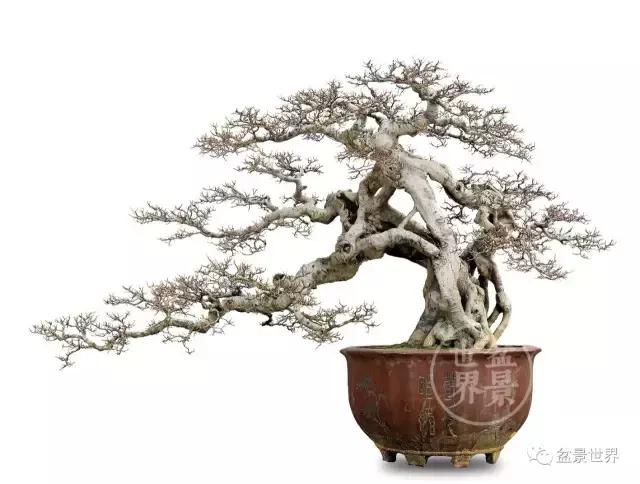 榕树罗汉松风水树,什么形状的榕树盆景好