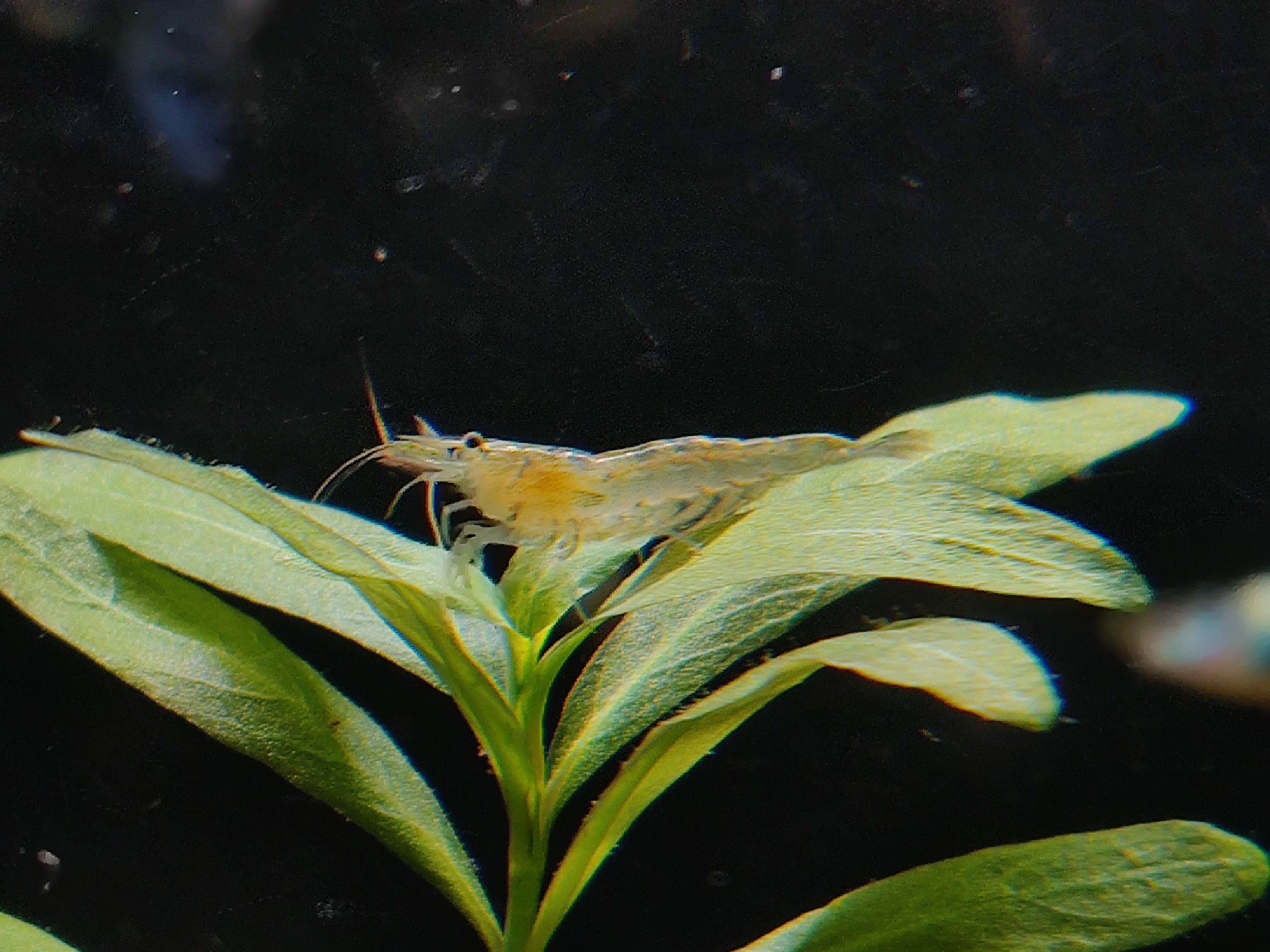 囊螺爆缸会不会导致黑壳虾死亡,10几只黑壳虾一个冬天能爆缸吗