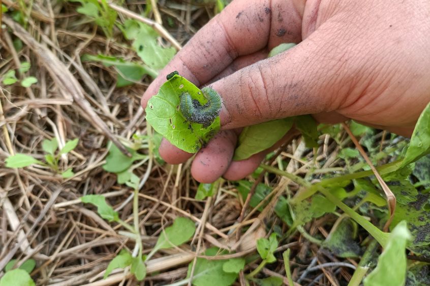 小白菜刚出苗就长虫怎么办,小白菜长虫子什么方法消灭