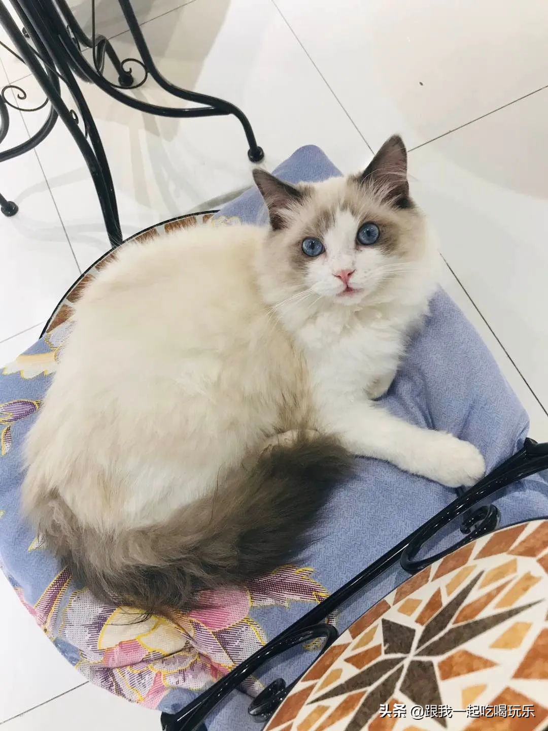 猫咖和羊驼咖,猫咖可以和什么结合在一起