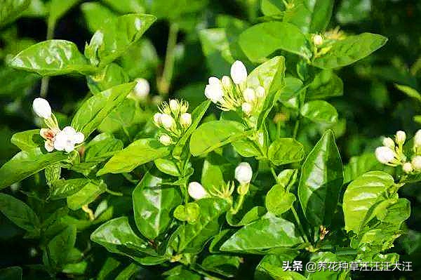 刚买来的茉莉上盆后掉叶咋办,茉莉移盆后叶发黄掉花蕾