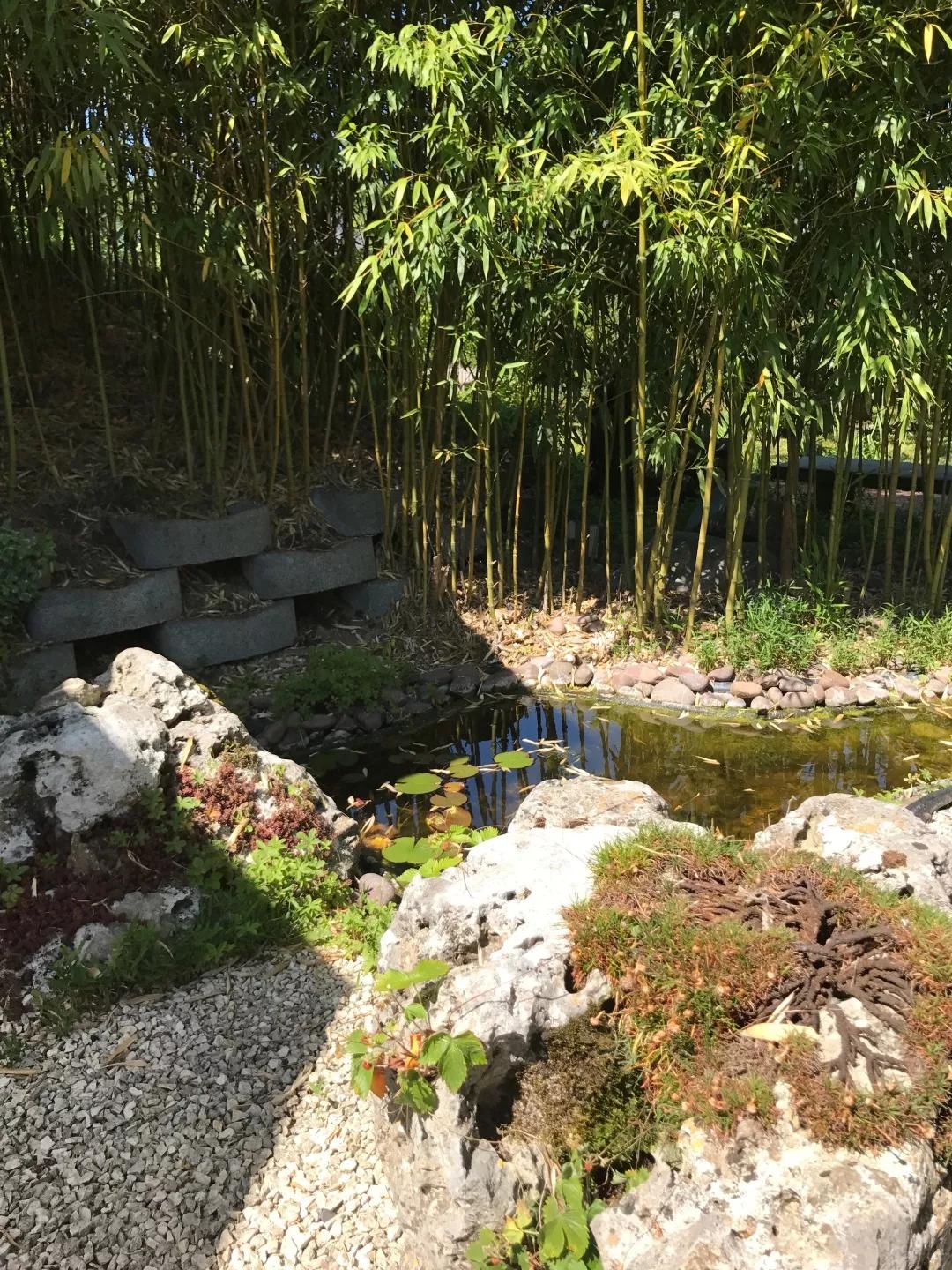 建一座完全不打药的生态花园,所有生命在这里和谐共处,值得收藏