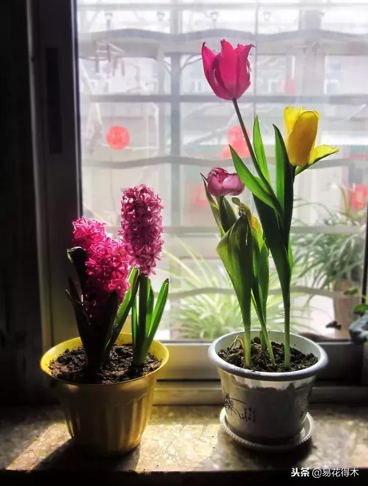 郁金香的种植方法及养护,郁金香养护方法及注意事项