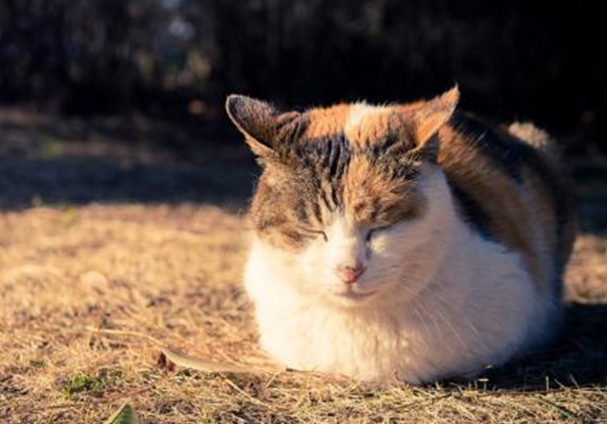 猫咪毛发会因为长大改变,猫咪秃头怎么回事