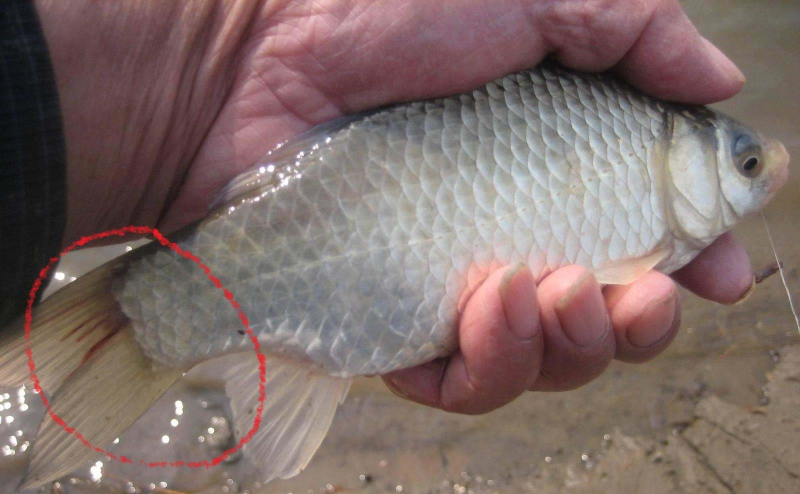 钓上来的鱼全身寄生虫,野钓鱼长寄生虫