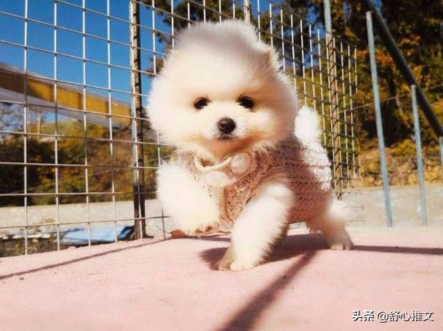 博美便便有点软而且臭怎么办,博美的便便正常是干的还是稀的