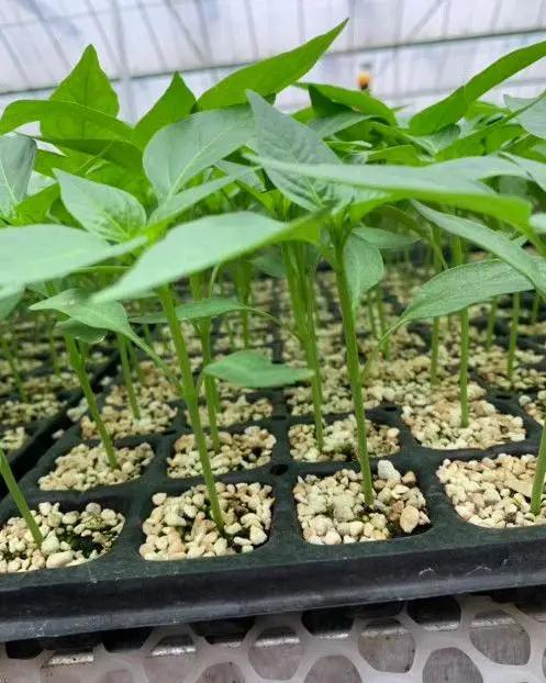 难缠的辣椒炭疽病，最全讲解在这里