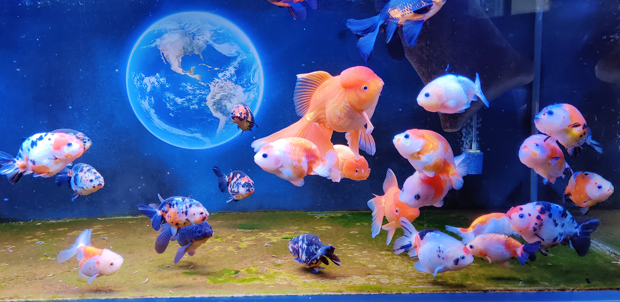 养鱼不死鱼的技巧和方法,养鱼不死鱼的三个绝招收下不用谢